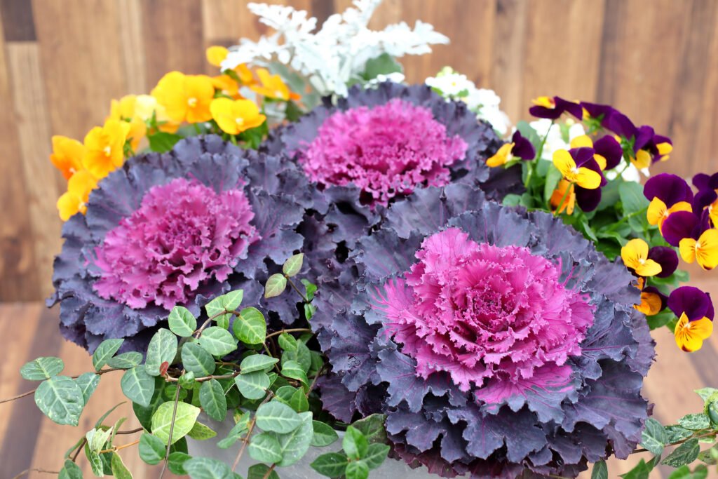 Ornamental Plants